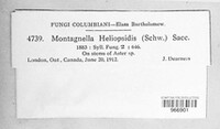 Gibberidea heliopsidis image